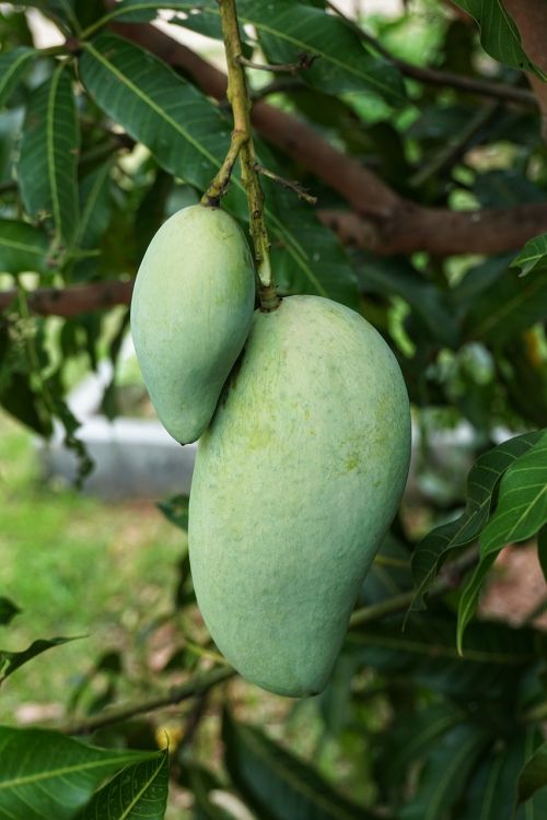 growing green mango