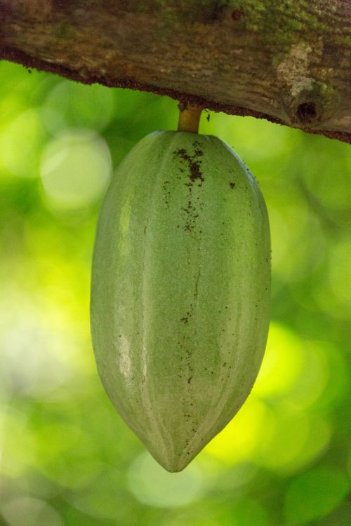 Growing Cocoa Pods