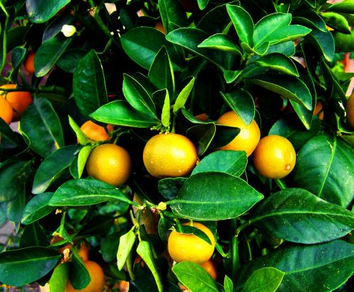 growing mandarine fruit tree orange fruit