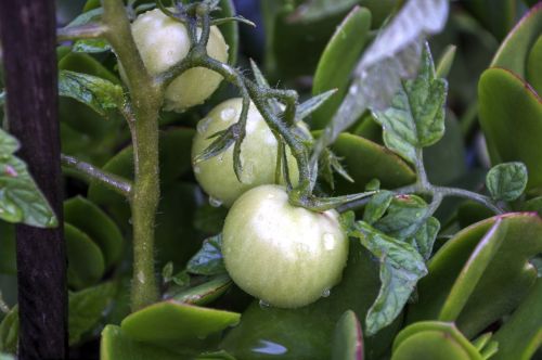 growing tomatoes green organic