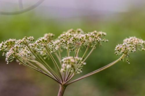 growth plant flower