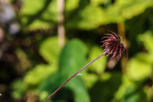 growth nature macro