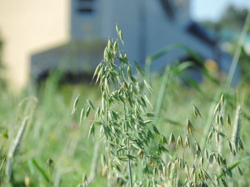 growth flora grass