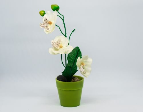 growth flower vase