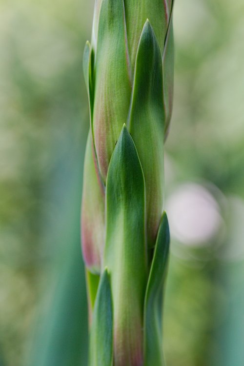 growth  plant  leaf