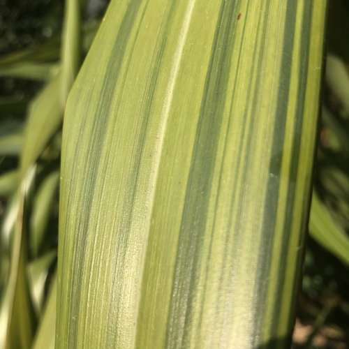 growth  leaf  flora