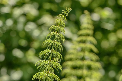 growth  nature  plant