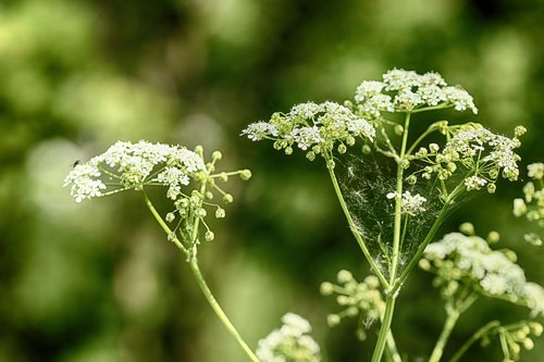 growth  plant  spring flower