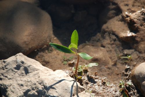 growth sapling plant