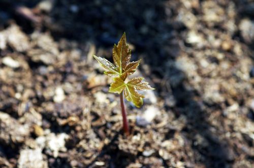 growth tree maple