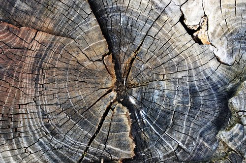 growth-ring  old  log