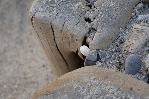groyne  breakwater  shell