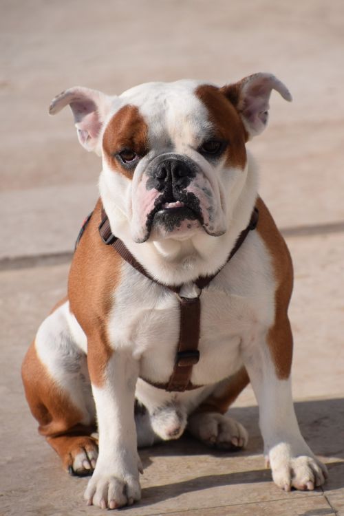 bulldog boxer grumpy