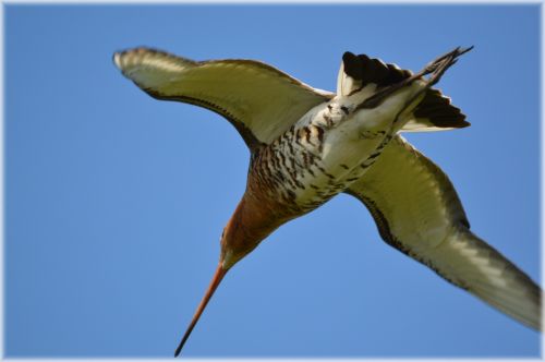 Godwit