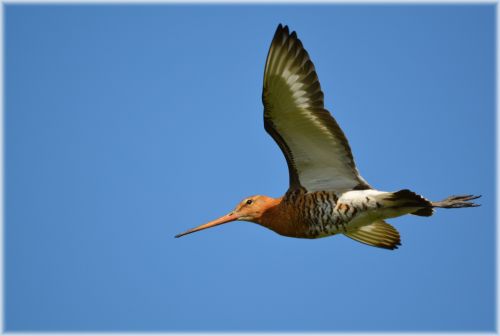 Godwit Series 3