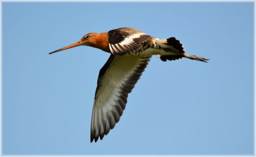 Godwit Series 3