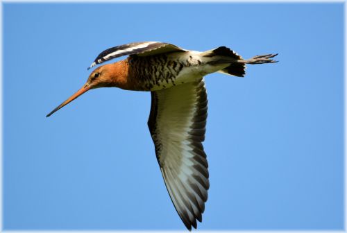 Godwit Series 3