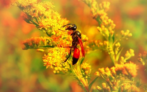 grzebaczowate  błonkówka  insect