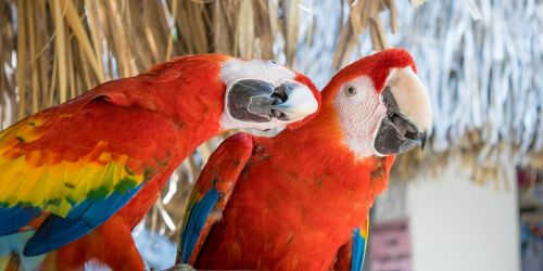 guacamayas macaws red