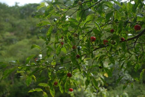 guachocote plant nature