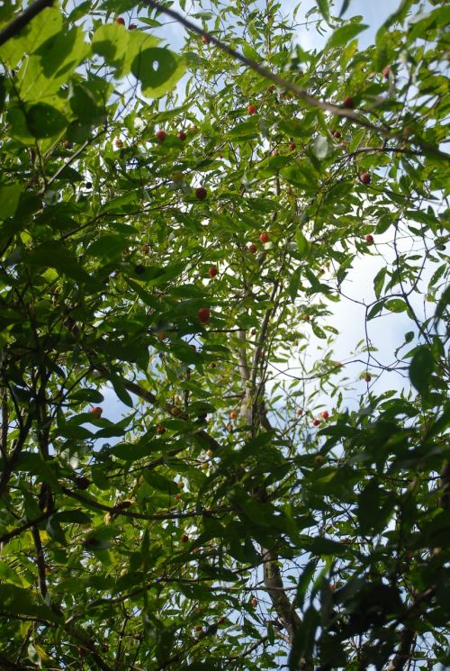 guachocote plant nature