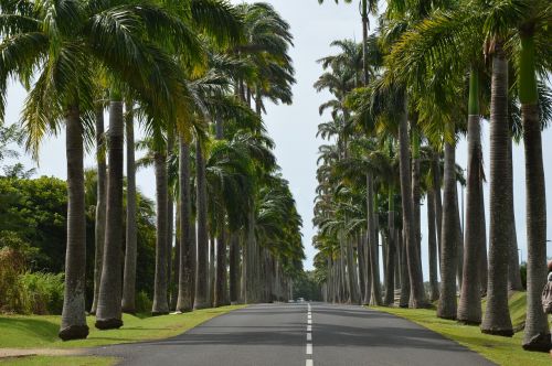 guadeloupe palm road