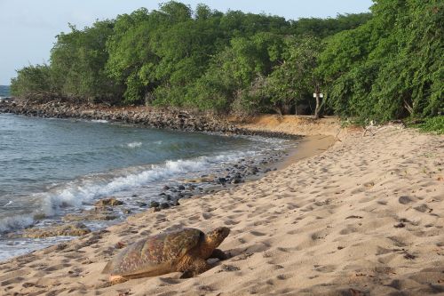 guadeloupe high-land beach