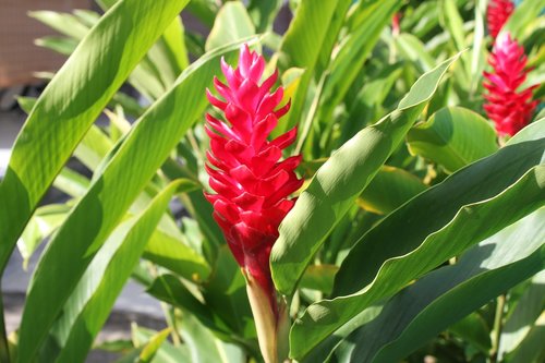 guadeloupe  flower  exotic