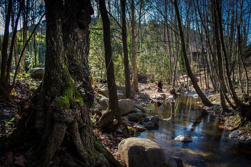 gualba  forest  nature