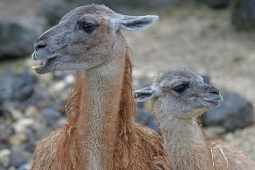 guanaco dam young animal