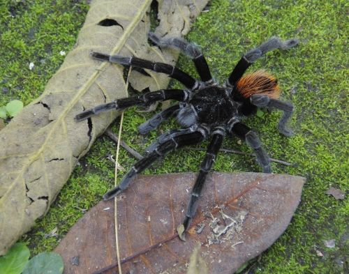 guatemala tarantula spider