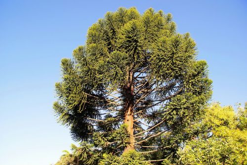 guatemala araucaria araucaria heterophylla