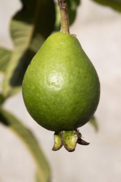 guava fruit green