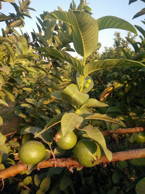 guava guava tree tropical fruits