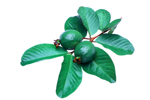 guava leaf green