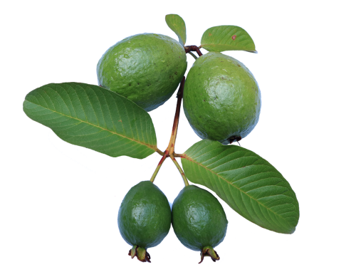 guava leaf jambu biji