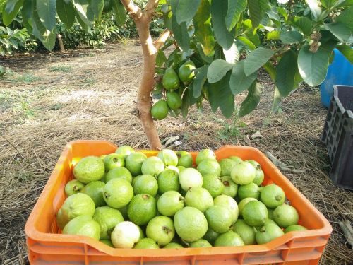 guava fruits guava picking