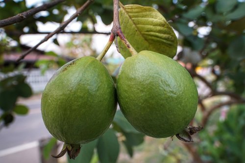 guava  fruit  growth