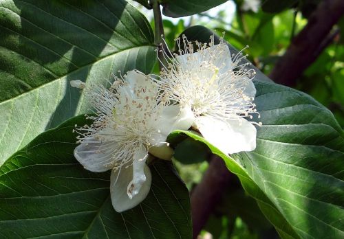 guava flower white