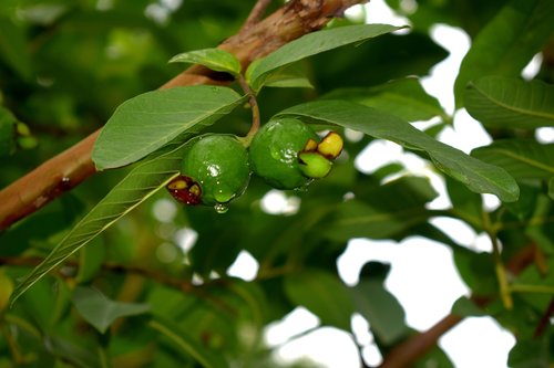 guava  fruit  green