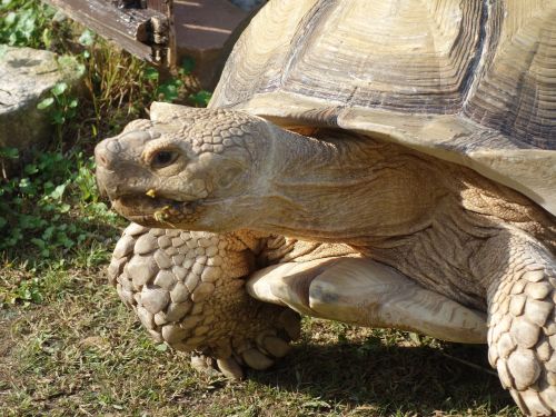 guide tortoises the way station food and the
