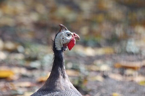 guinea fowl  bird  poultry