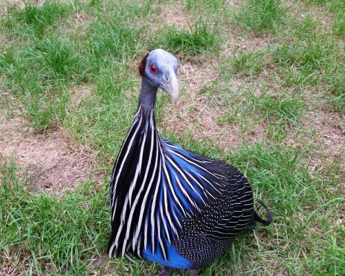 guinea fowl geierperlhuhn numididae