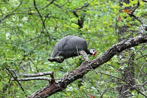 Guinea Fowl Roosting In Tree
