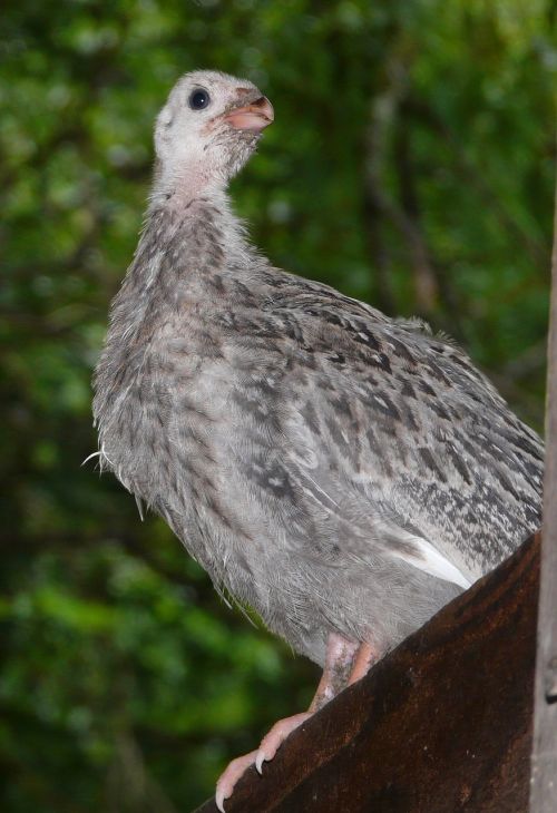 guinea keet guinea fowl guineahen