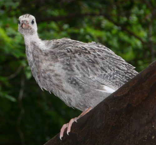 guinea keet guinea chick guineafowl