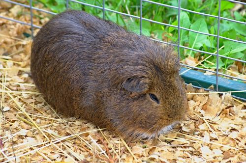 guinea-pig animal guinea pig