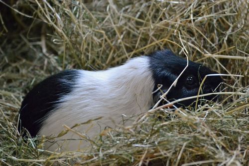 guinea pig white black