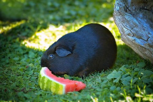 guinea pig smooth hair black tan