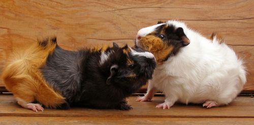 guinea pig pet rodent